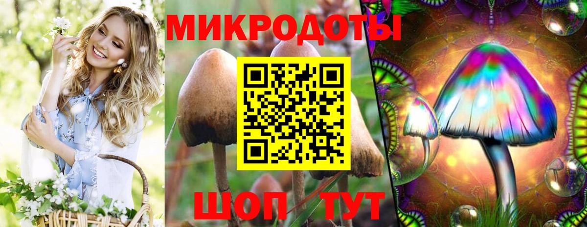Галлюциногенные грибы Psilocybe Керчь